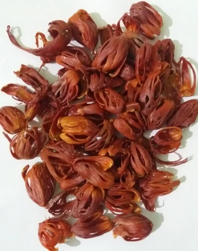 ஜாதி பத்திரி